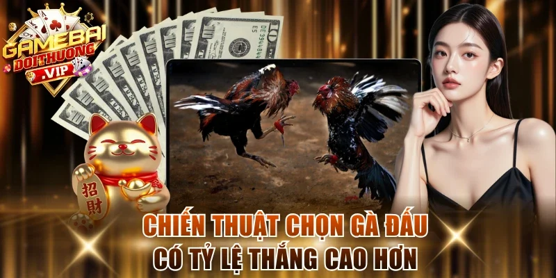 Chiến thuật chọn gà đấu có tỷ lệ thắng cao hơn