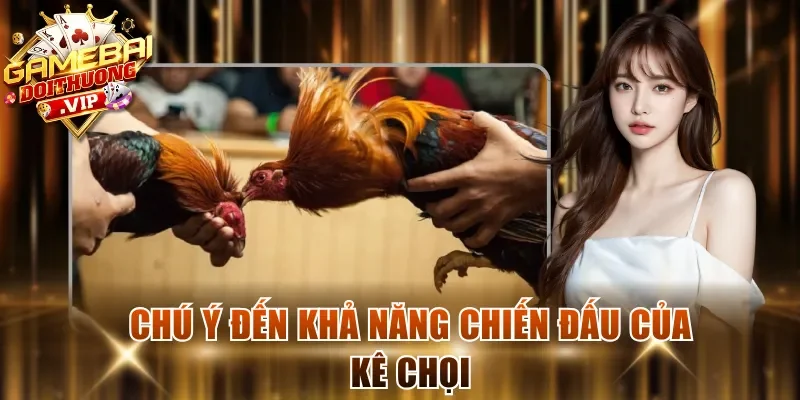 Chú ý đến khả năng chiến đấu của kê chọi