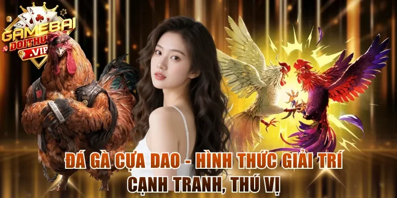 Đá gà cựa dao - Hình thức giải trí cạnh tranh, thú vị