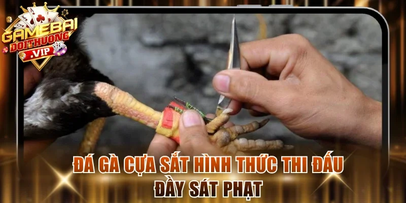 Đá gà cựa sắt hình thức thi đấu đầy sát phạt