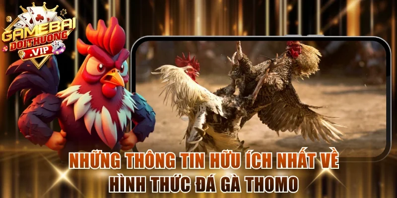 Những thông tin hữu ích nhất về hình thức đá gà Thomo