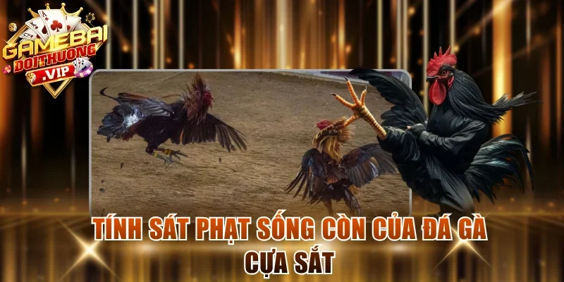 Tính sát phạt sống còn của đá gà cựa sắt